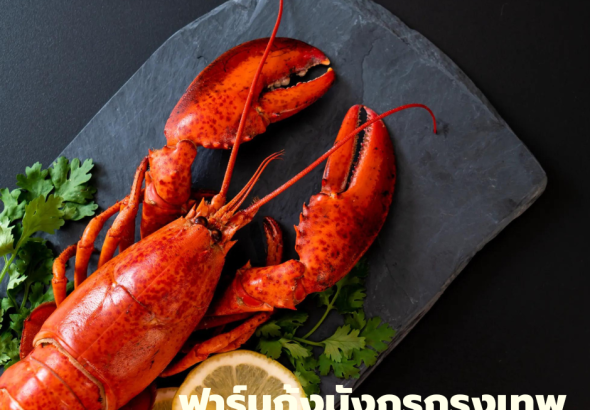 ฟาร์มกุ้งมังกรกรุงเทพ